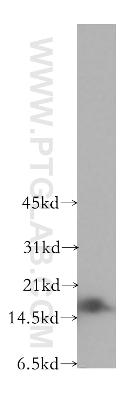 Western Blot (WB) analysis of human heart tissue using GMF Beta Polyclonal antibody (10690-1-AP)