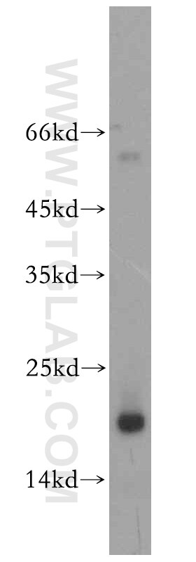 Western Blot (WB) analysis of mouse heart tissue using GMF Beta Polyclonal antibody (10690-1-AP)