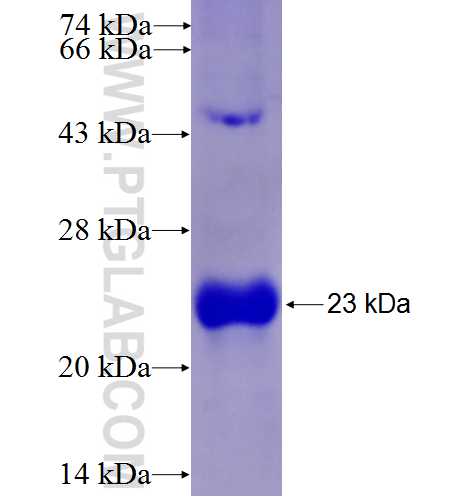 GMFB fusion protein Ag4400 SDS-PAGE