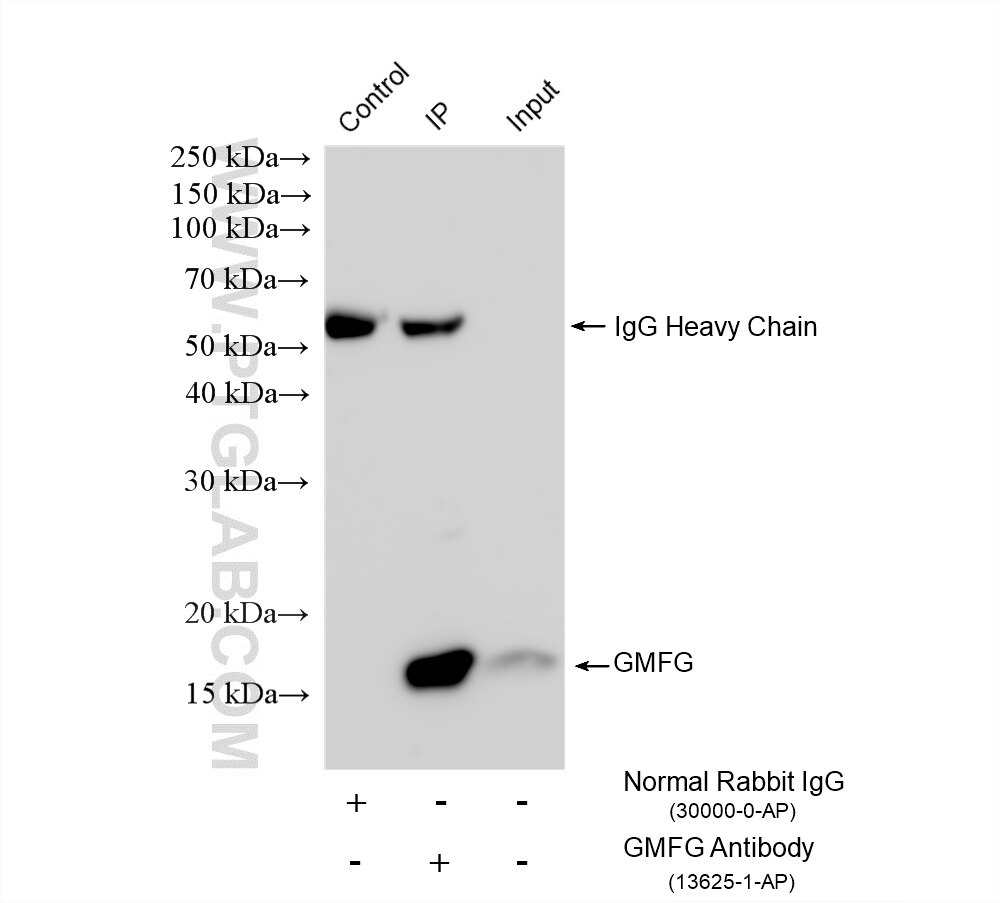 IP experiment of mouse spleen using 13625-1-AP (same clone as 13625-1-PBS) Immunoprecipitation (IP) experiment of mouse spleen tissue using GMFG Polyclonal antibody (13625-1-AP)