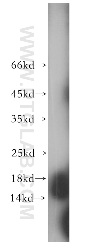 Western Blot (WB) analysis of human heart tissue using GMFG Polyclonal antibody (13625-1-AP)