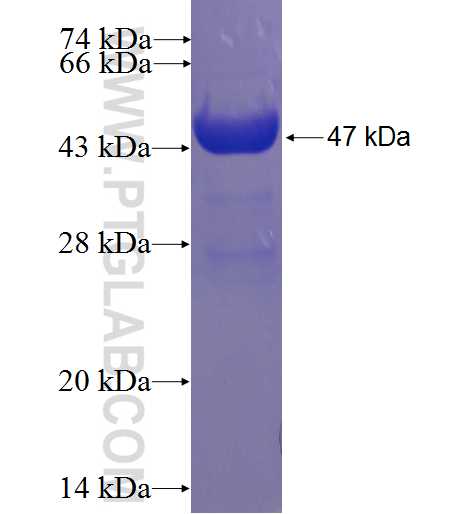 GMFG fusion protein Ag4538 SDS-PAGE