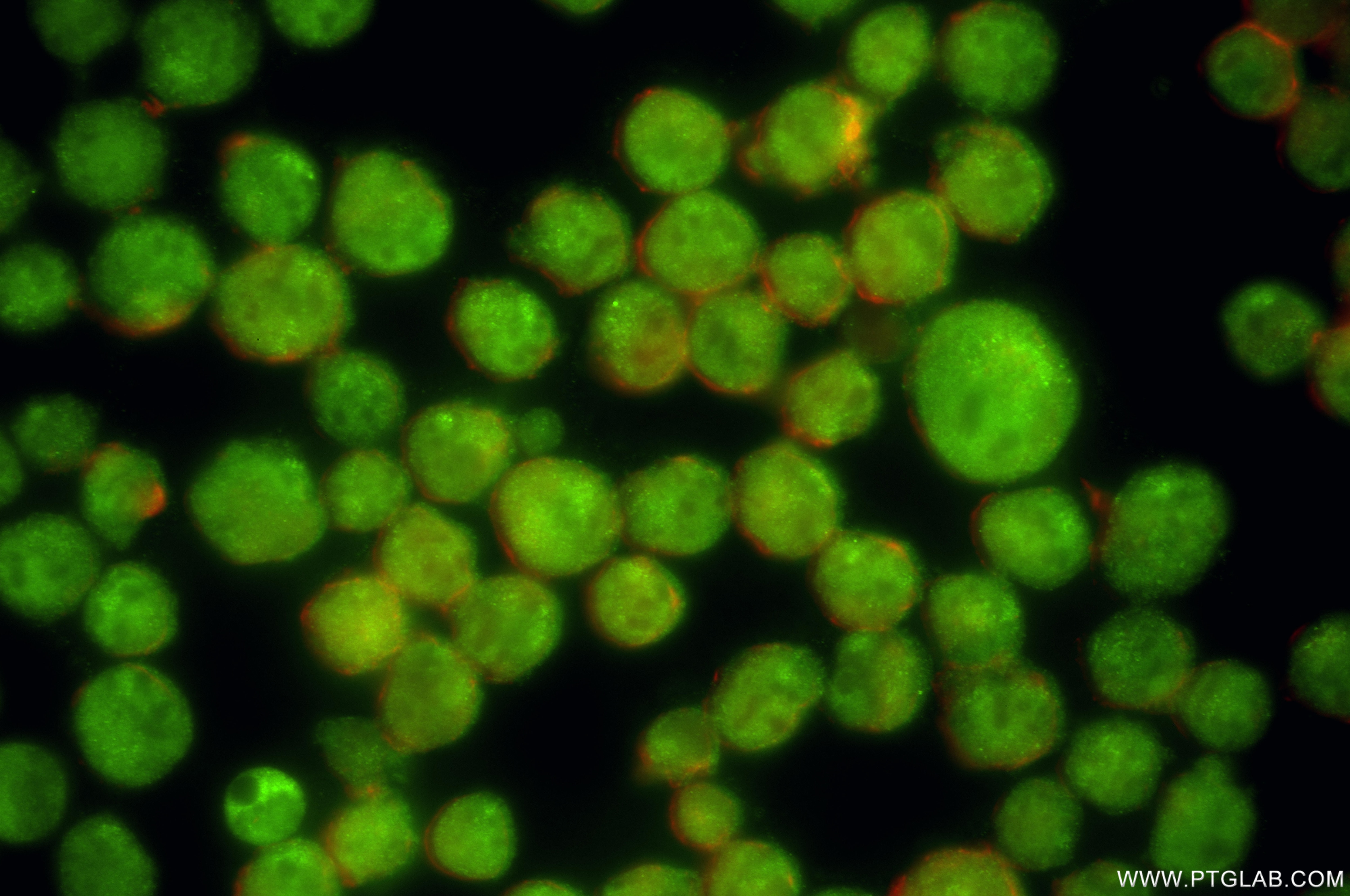 Immunofluorescence (IF) / fluorescent staining of K-562 cells using GMIP Recombinant antibody (86101-2-RR)