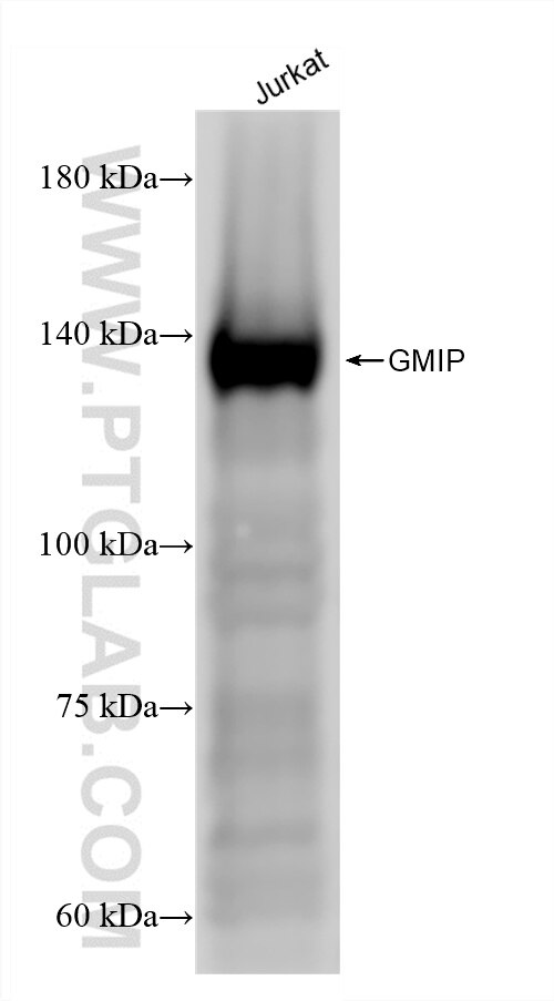 GMIP