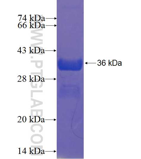 GMIP fusion protein Ag23239 SDS-PAGE