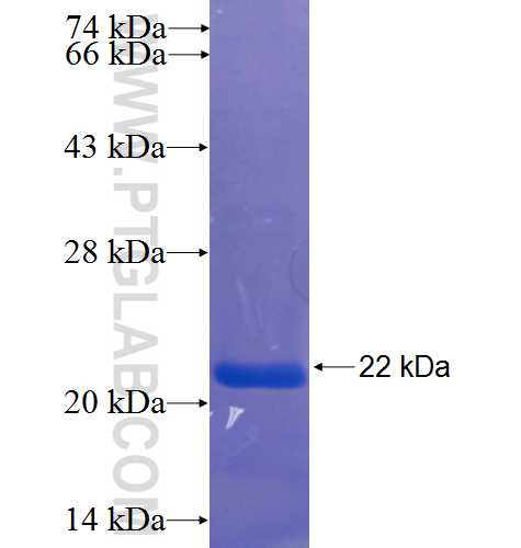 GMIP fusion protein Ag23744 SDS-PAGE