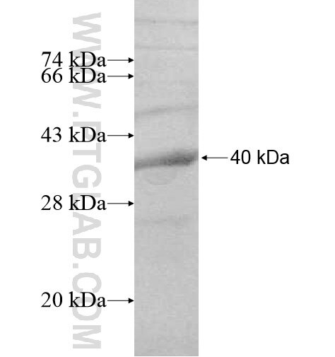 GML fusion protein Ag12361 SDS-PAGE