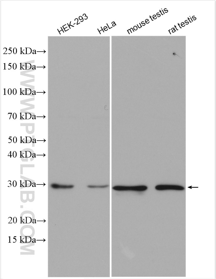 Western Blot (WB) analysis of various lysates using Geminin Polyclonal antibody (10802-1-AP)