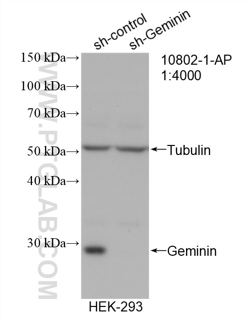 Western Blot (WB) analysis of HEK-293 cells using Geminin Polyclonal antibody (10802-1-AP)