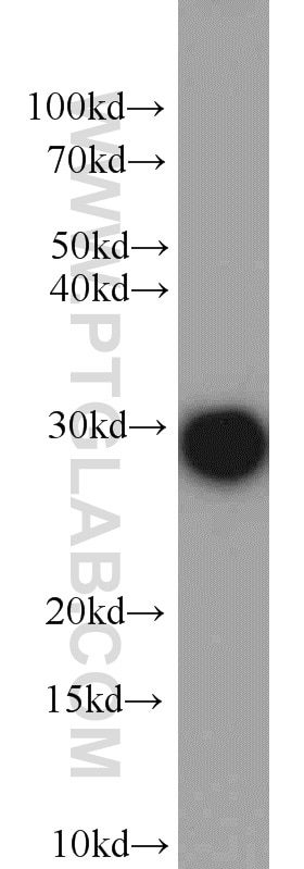 Western Blot (WB) analysis of mouse testis tissue using Geminin Polyclonal antibody (10802-1-AP)