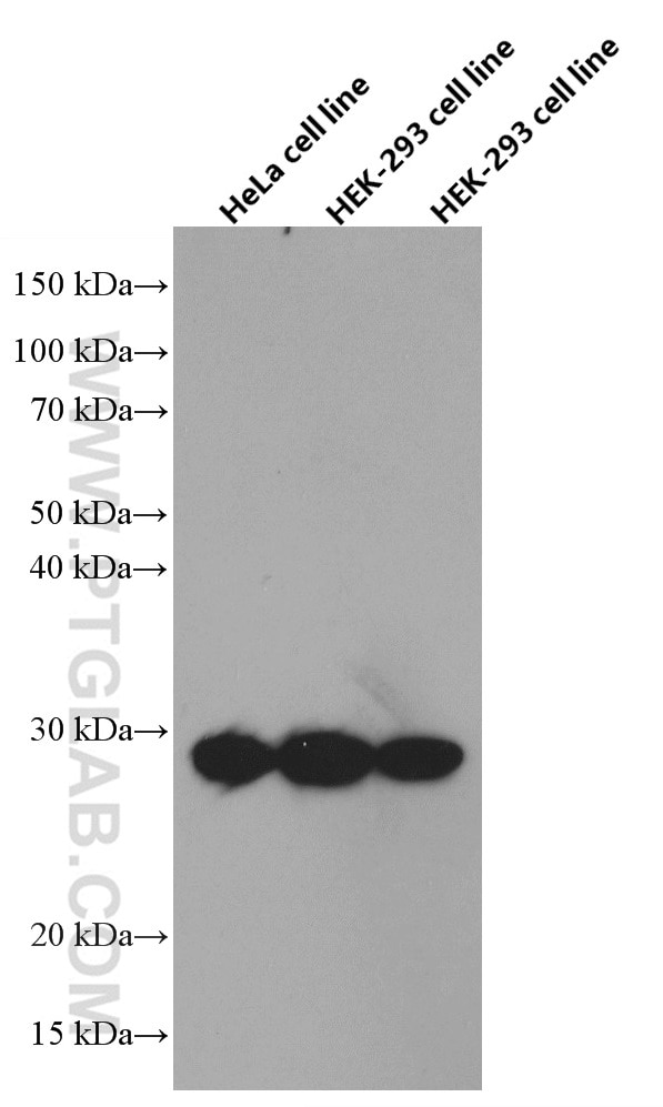 Western Blot (WB) analysis of various lysates using GMNN Monoclonal antibody (66566-1-Ig)