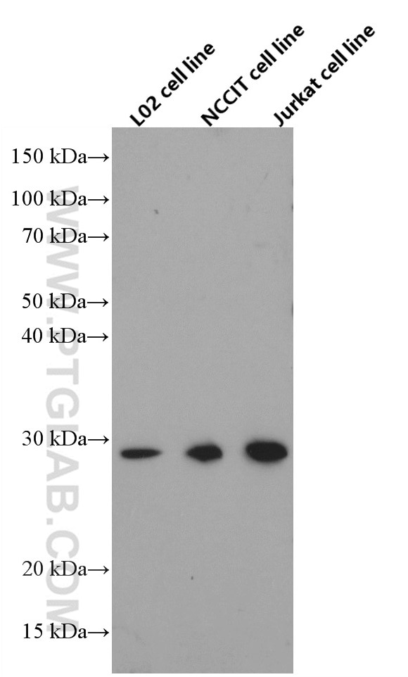 Western Blot (WB) analysis of various lysates using GMNN Monoclonal antibody (66566-1-Ig)