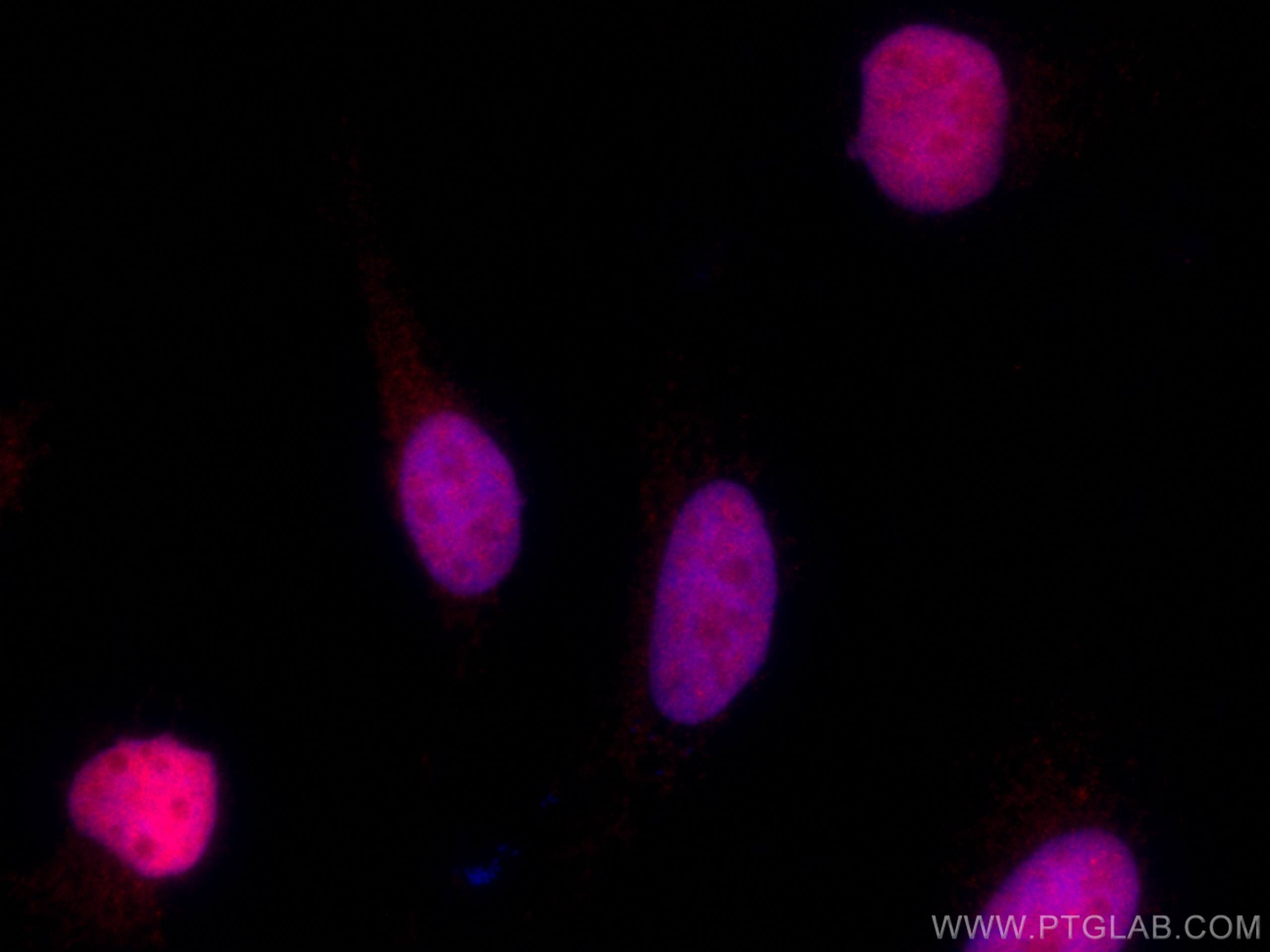 Immunofluorescence (IF) / fluorescent staining of HeLa cells using CoraLite®594-conjugated GMNN Monoclonal antibody (CL594-66566)