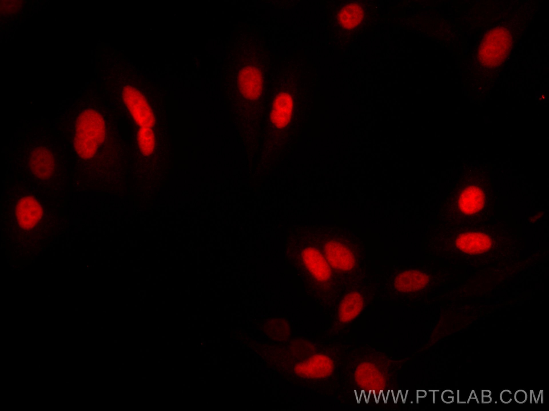 Immunofluorescence (IF) / fluorescent staining of HepG2 cells using CoraLite®594-conjugated GMNN Monoclonal antibody (CL594-66566)