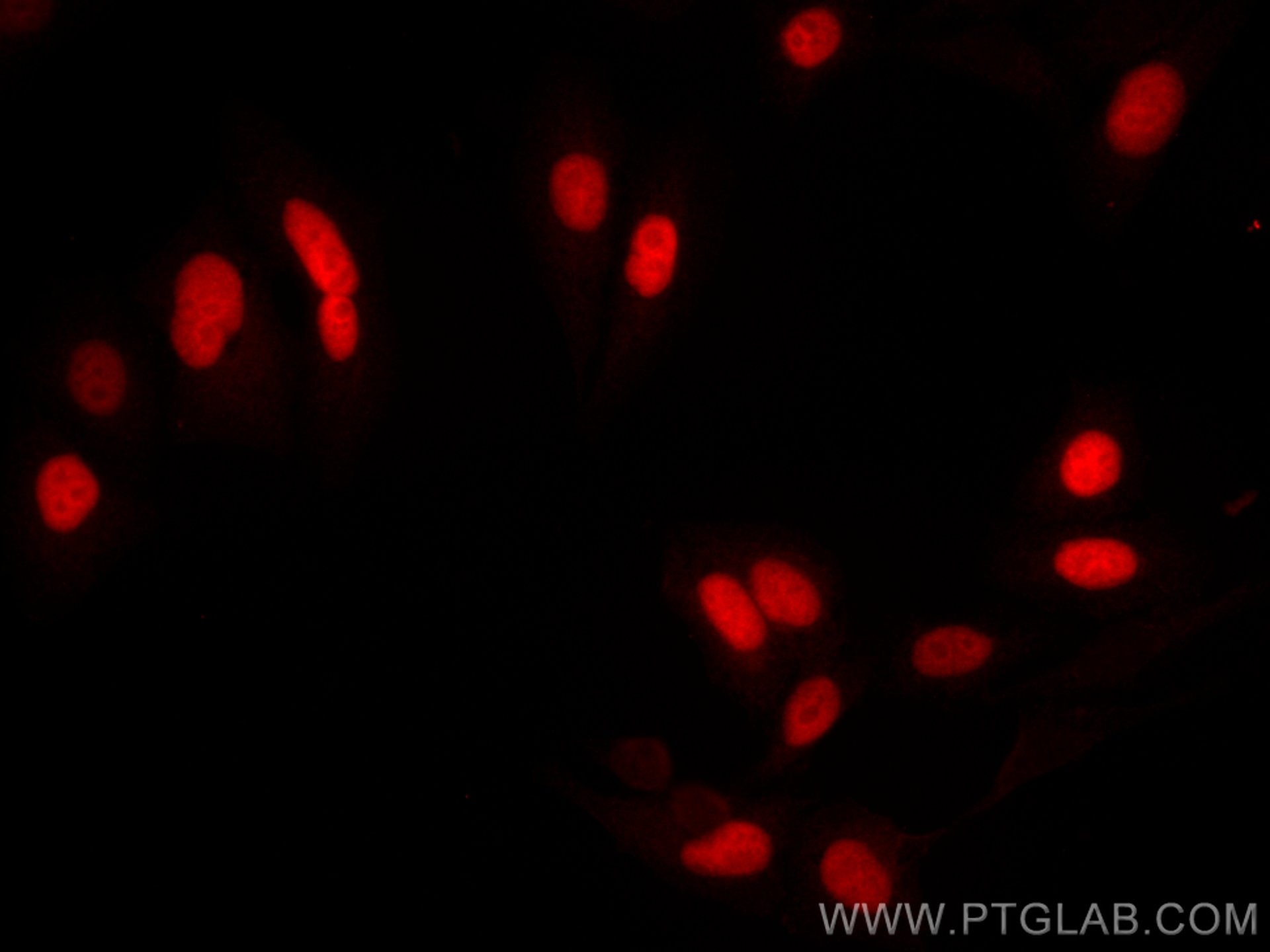 IF Staining of HepG2 using CL594-66566