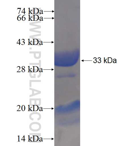 GMNN fusion protein Ag24283 SDS-PAGE