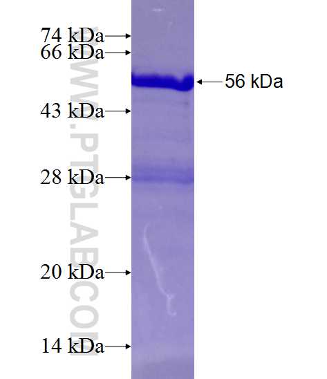 GMNN fusion protein Ag1076 SDS-PAGE