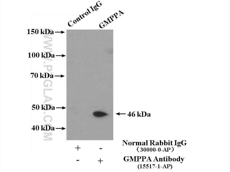 Immunoprecipitation (IP) experiment of HEK-293 cells using GMPPA Polyclonal antibody (15517-1-AP)