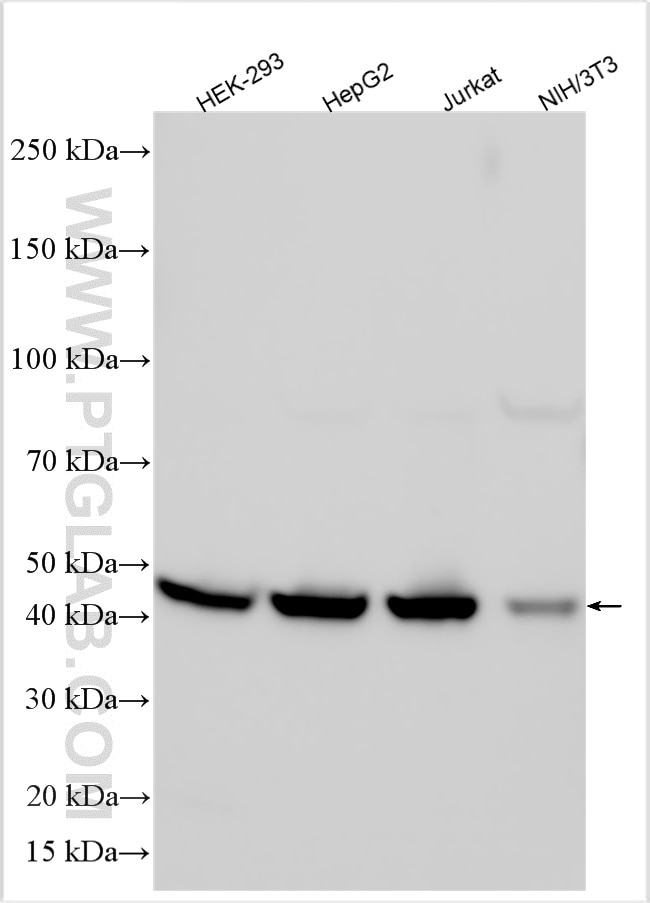 Western Blot (WB) analysis of various lysates using GMPPA Polyclonal antibody (15517-1-AP)