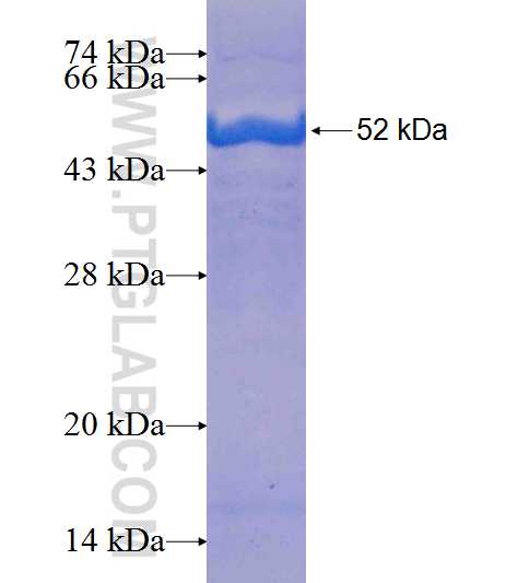 GMPPA fusion protein Ag8068 SDS-PAGE