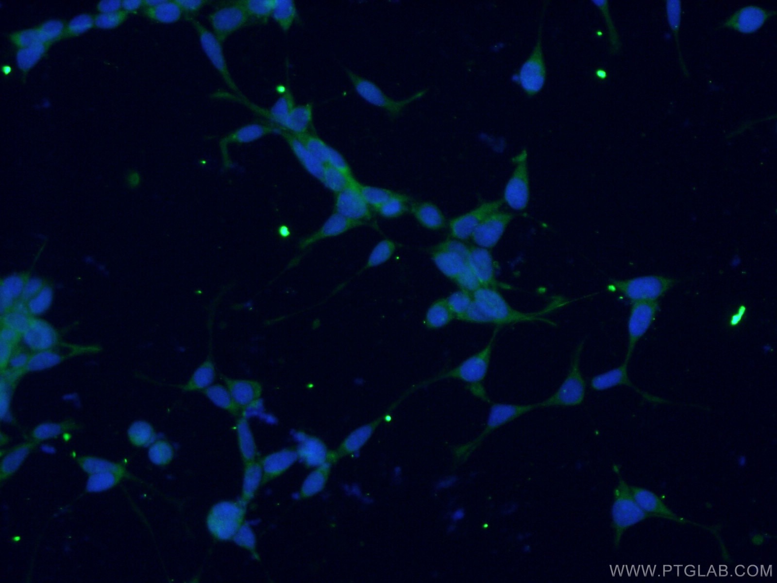 Immunofluorescence (IF) / fluorescent staining of HEK-293 cells using GMPPB Polyclonal antibody (15094-1-AP)