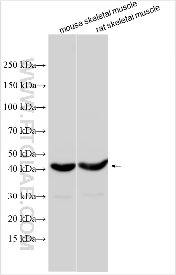 Western Blot (WB) analysis of various lysates using GMPPB Polyclonal antibody (15094-1-AP)