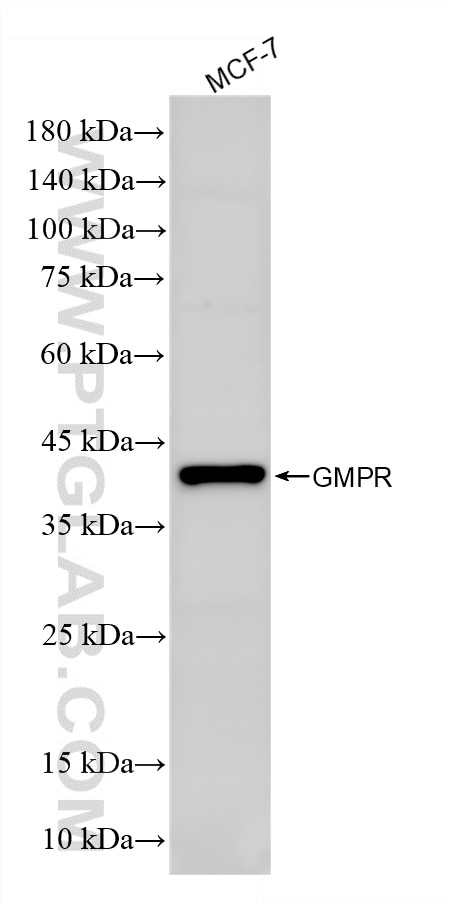 Western Blot (WB) analysis of various lysates using GMPR 1/2 Recombinant monoclonal antibody (86918-1-RR)