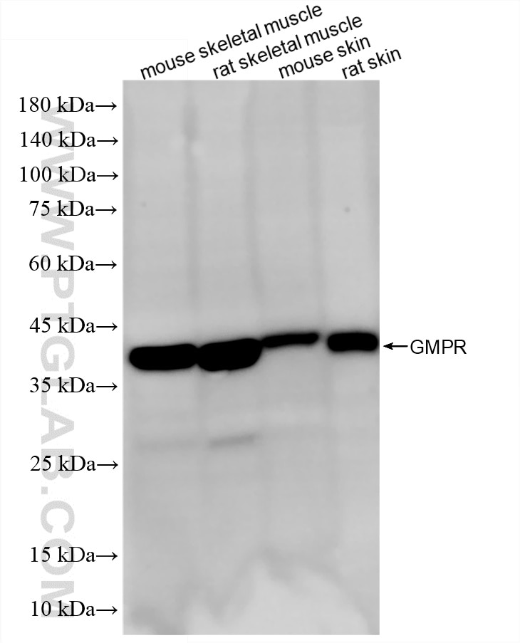 Western Blot (WB) analysis of various lysates using GMPR 1/2 Recombinant monoclonal antibody (86918-1-RR)