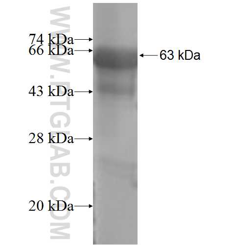 GMPR fusion protein Ag8185 SDS-PAGE