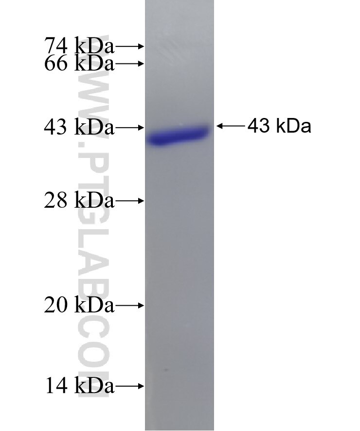 GMPR fusion protein Ag8208 SDS-PAGE