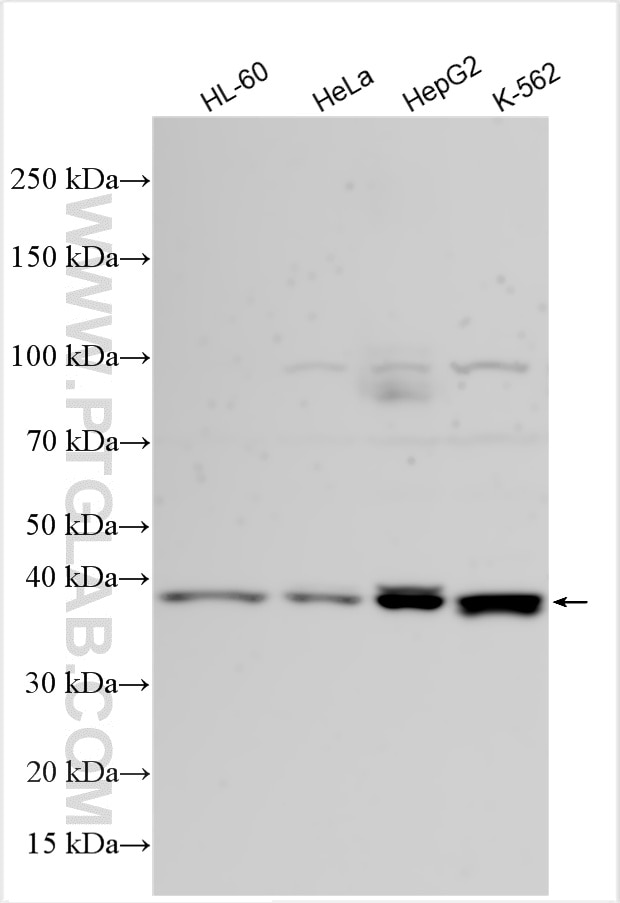 Western Blot (WB) analysis of various lysates using GMPR2 Polyclonal antibody (15861-1-AP)