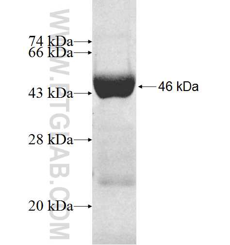 GMPR2 fusion protein Ag8366 SDS-PAGE