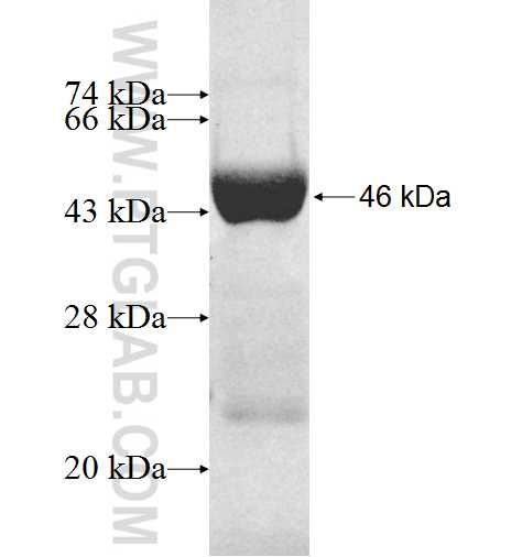 GMPR2 fusion protein Ag8366 SDS-PAGE