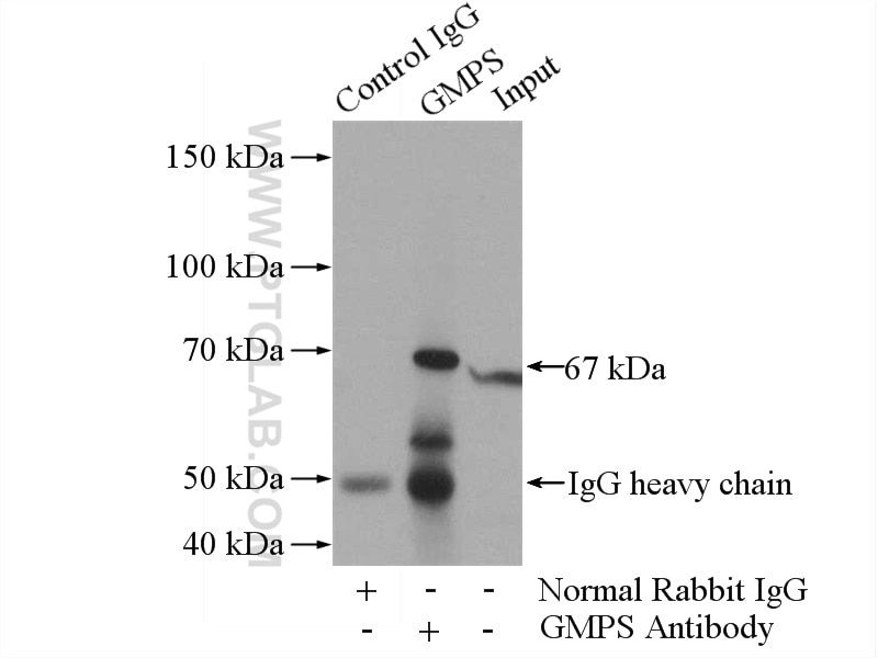 Immunoprecipitation (IP) experiment of HeLa cells using GMPS Polyclonal antibody (16376-1-AP)