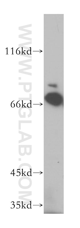 Western Blot (WB) analysis of mouse testis tissue using GMPS Polyclonal antibody (16376-1-AP)