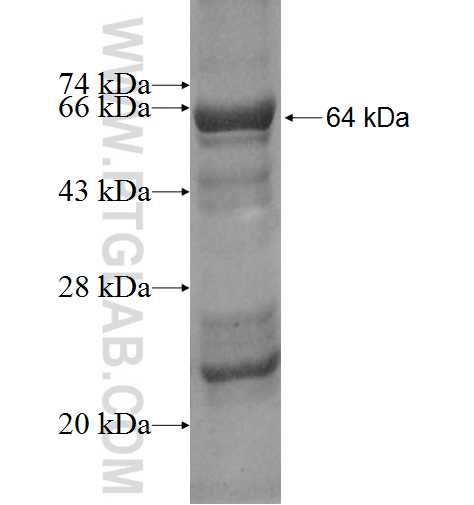 GMPS fusion protein Ag9350 SDS-PAGE