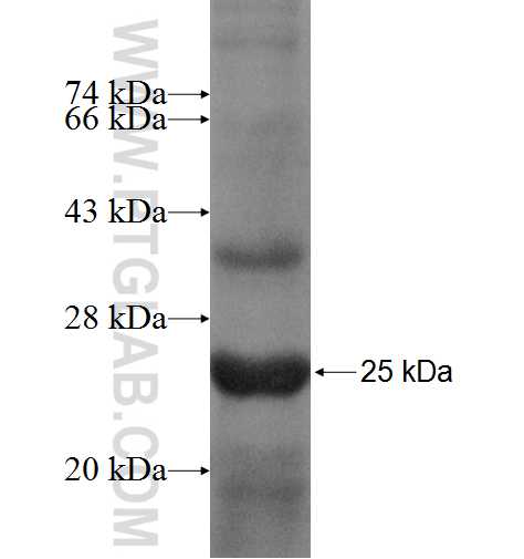 GNA11 fusion protein Ag8973 SDS-PAGE