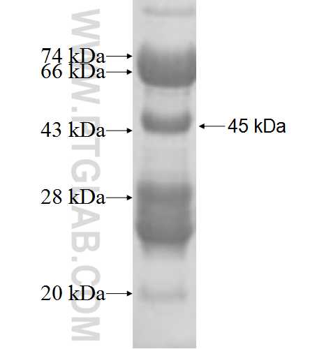 GNA11 fusion protein Ag9002 SDS-PAGE