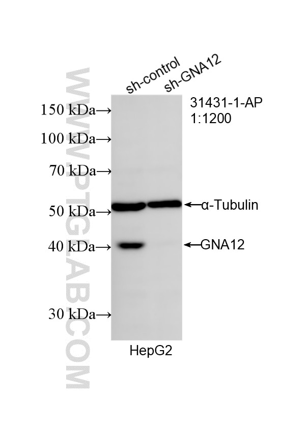 WB result of GNA12 antibody (31431-1-AP; 1:1200; incubated at room temperature for 1.5 hours) with sh-Control and sh-GNA12 transfected HepG2 cells. Western Blot (WB) analysis of HepG2 cells using GNA12 Polyclonal antibody (31431-1-AP)