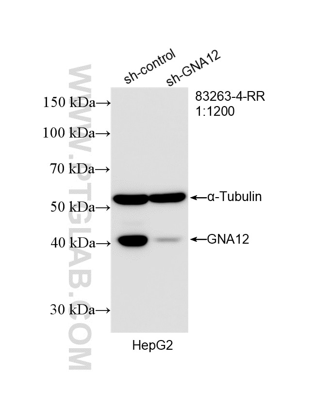 WB result of GNA12 antibody (83263-4-RR; 1:1200; incubated at room temperature for 1.5 hours) with sh-Control and sh-GNA12 transfected HepG2 cells. This data was developed using the same antibody clone with 83263-4-PBS in a different storage buffer formulation. Western Blot (WB) analysis of HepG2 cells using GNA12 Recombinant antibody (83263-4-RR)