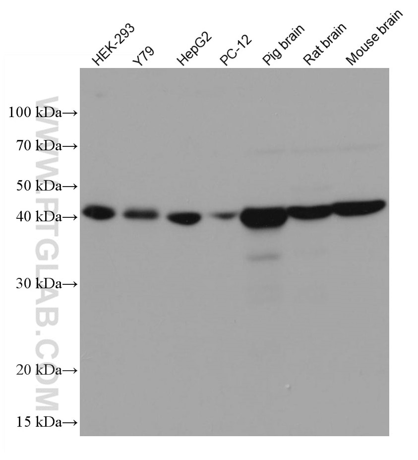 Western Blot (WB) analysis of various lysates using GNA13 Monoclonal antibody (67188-1-Ig)
