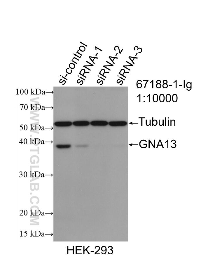 Western Blot (WB) analysis of HEK-293 cells using GNA13 Monoclonal antibody (67188-1-Ig)