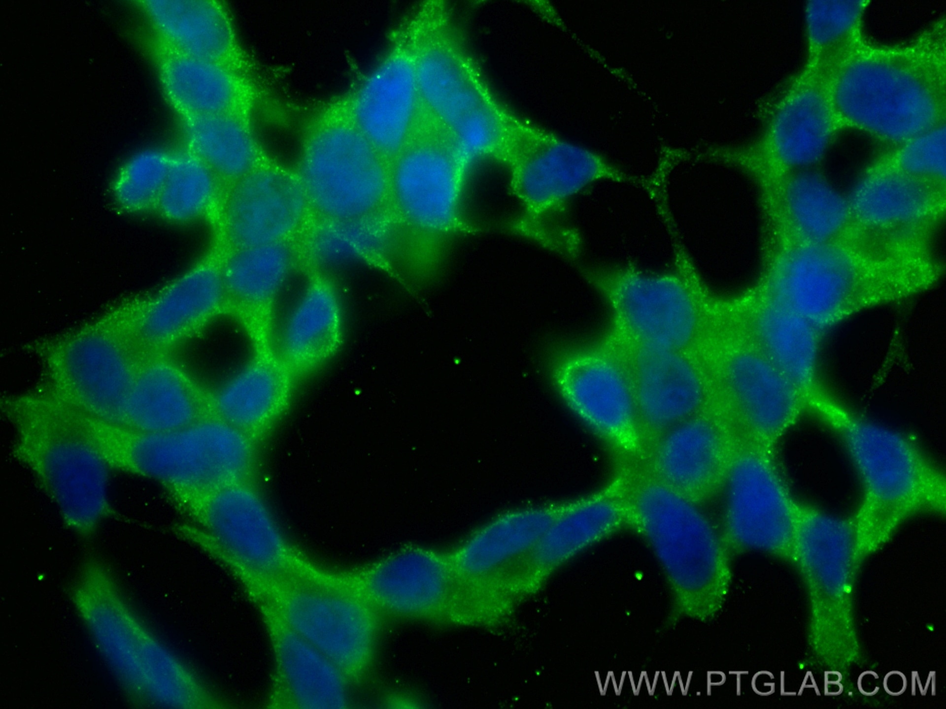 Immunofluorescence (IF) / fluorescent staining of SH-SY5Y cells using CoraLite® Plus 488-conjugated GNA13 Monoclonal ant (CL488-67188)