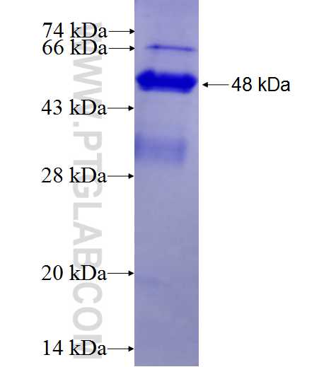 GNA13 fusion protein Ag27549 SDS-PAGE