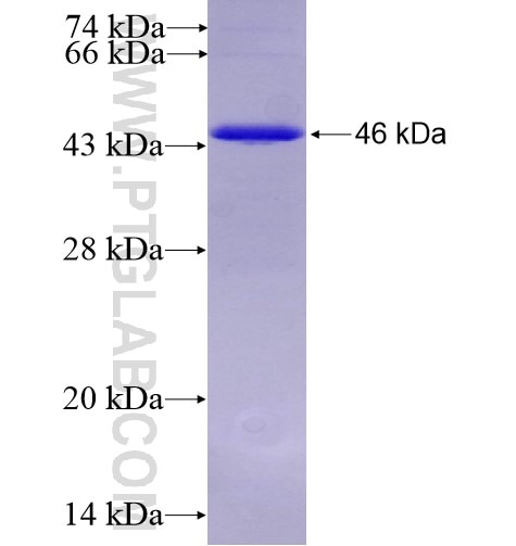 GNA13 fusion protein Ag7316 SDS-PAGE