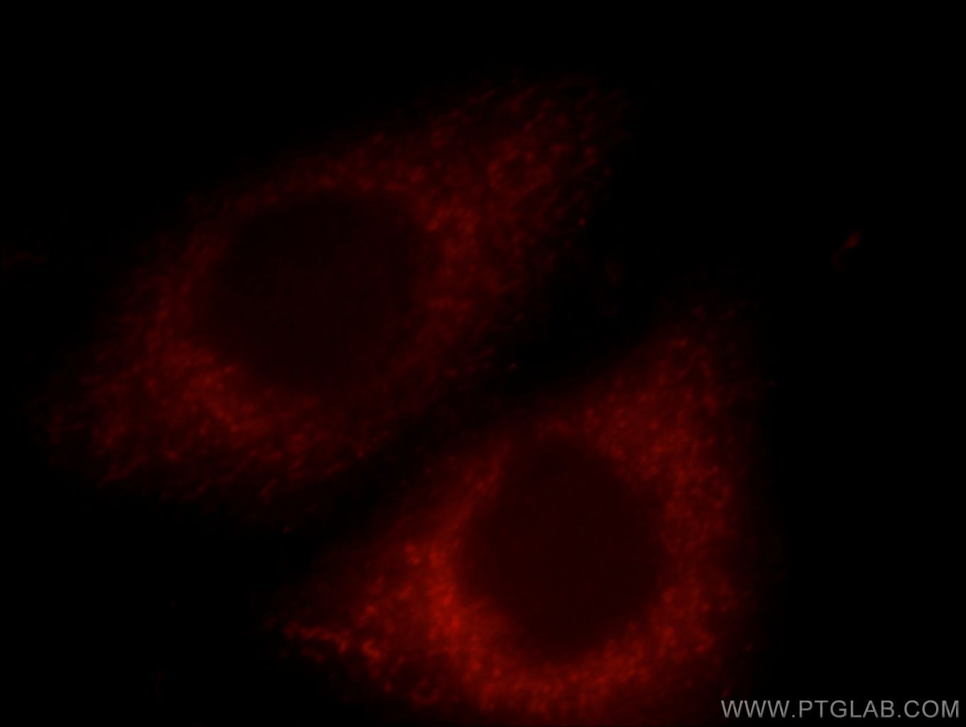 Immunofluorescence (IF) / fluorescent staining of HepG2 cells using GNA14 Polyclonal antibody (13350-1-AP)