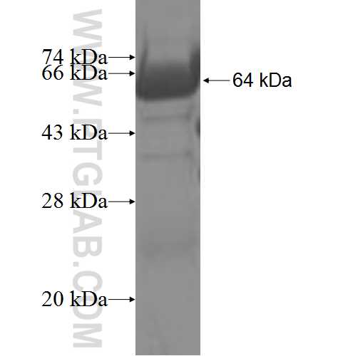 GNA14 fusion protein Ag3930 SDS-PAGE