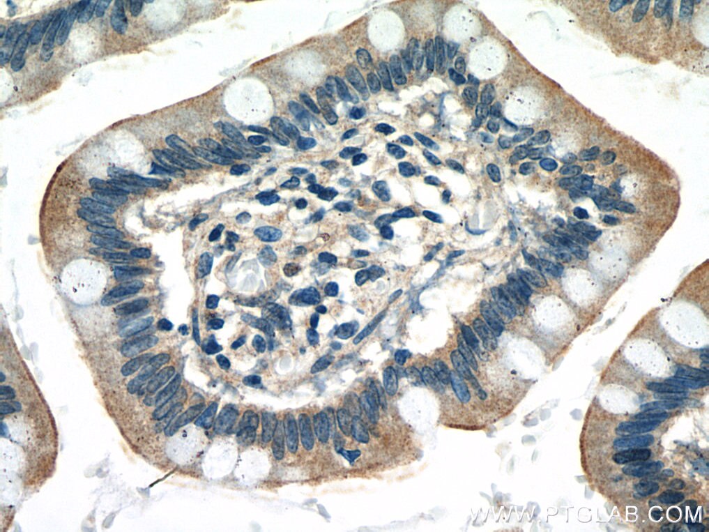 Immunohistochemistry (IHC) staining of human small intestine tissue using GNA15 Polyclonal antibody (12078-1-AP)