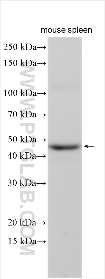 Western Blot (WB) analysis of various lysates using GNA15 Polyclonal antibody (12078-1-AP)