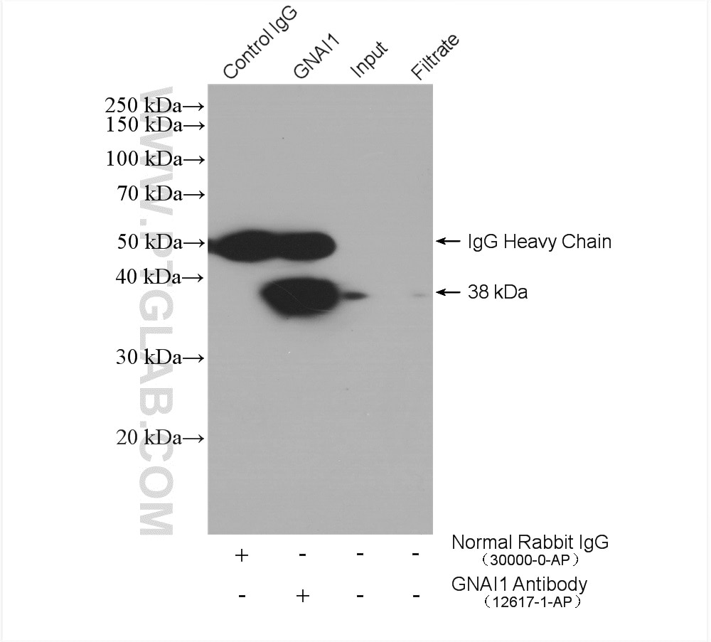 Immunoprecipitation (IP) experiment of SH-SY5Y cells using GNAI1 Polyclonal antibody (12617-1-AP)